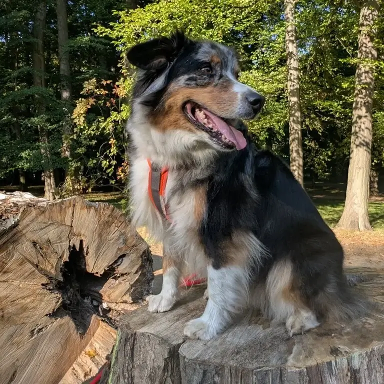 Monique-Hoppe-Teds-Pfotenpfade-Fotospaziergang